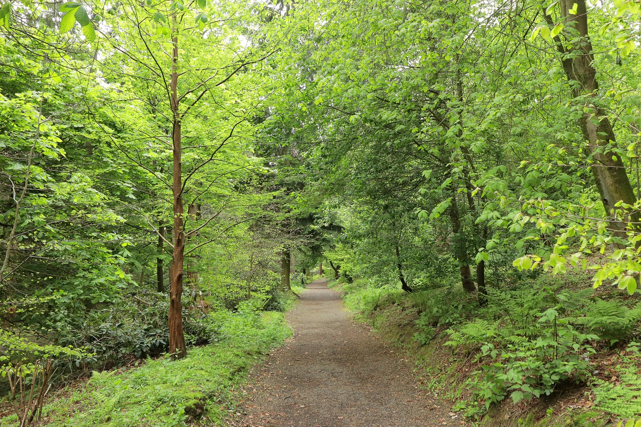 Pădurea Hoia Baciu și originile poveștilor asociate ei