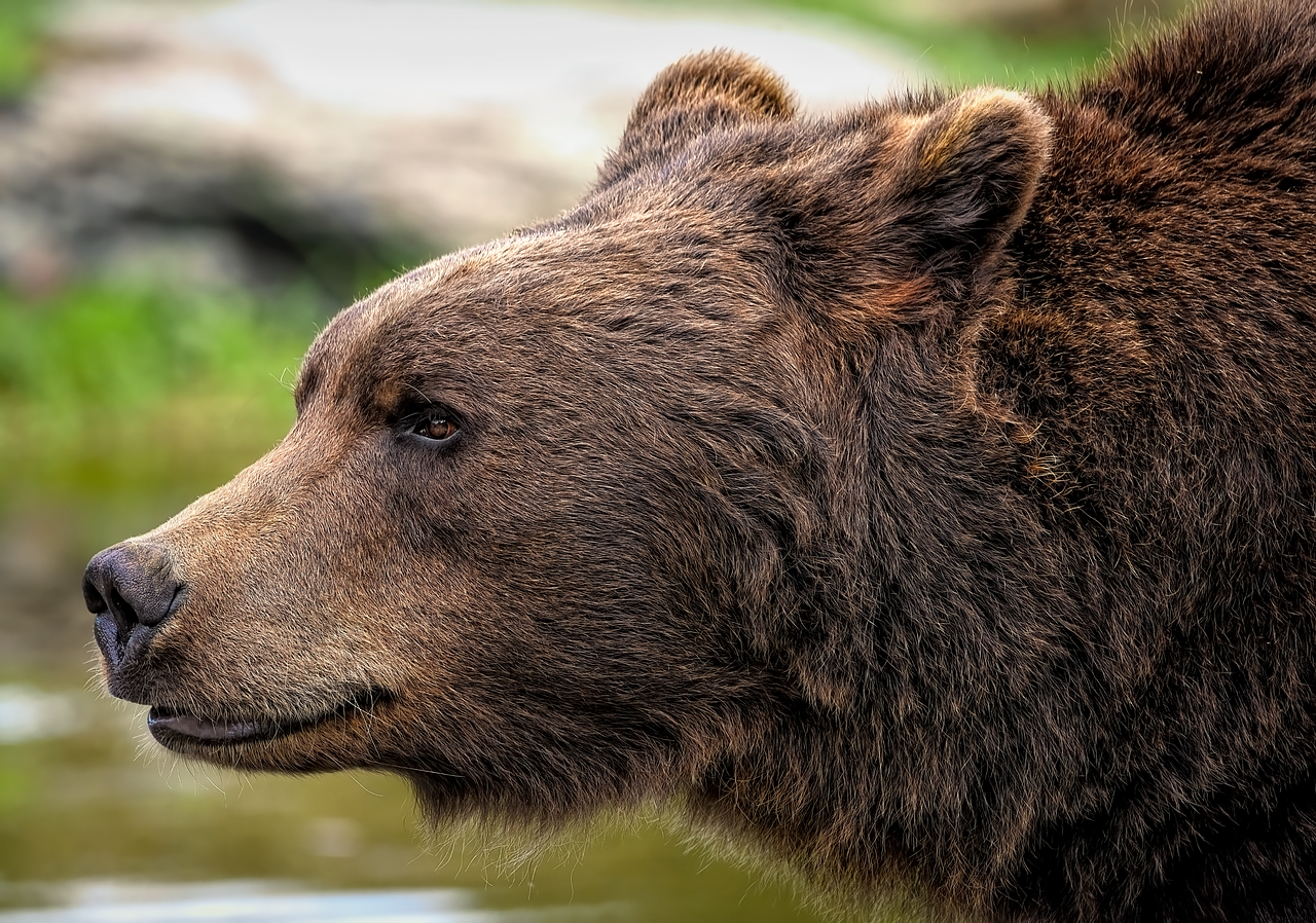 Ce animale hibernează în România și de ce intră în această stare