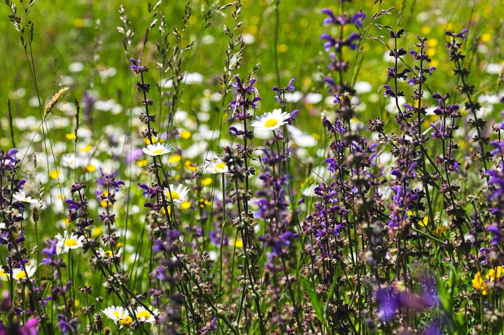 salvia sălbatică