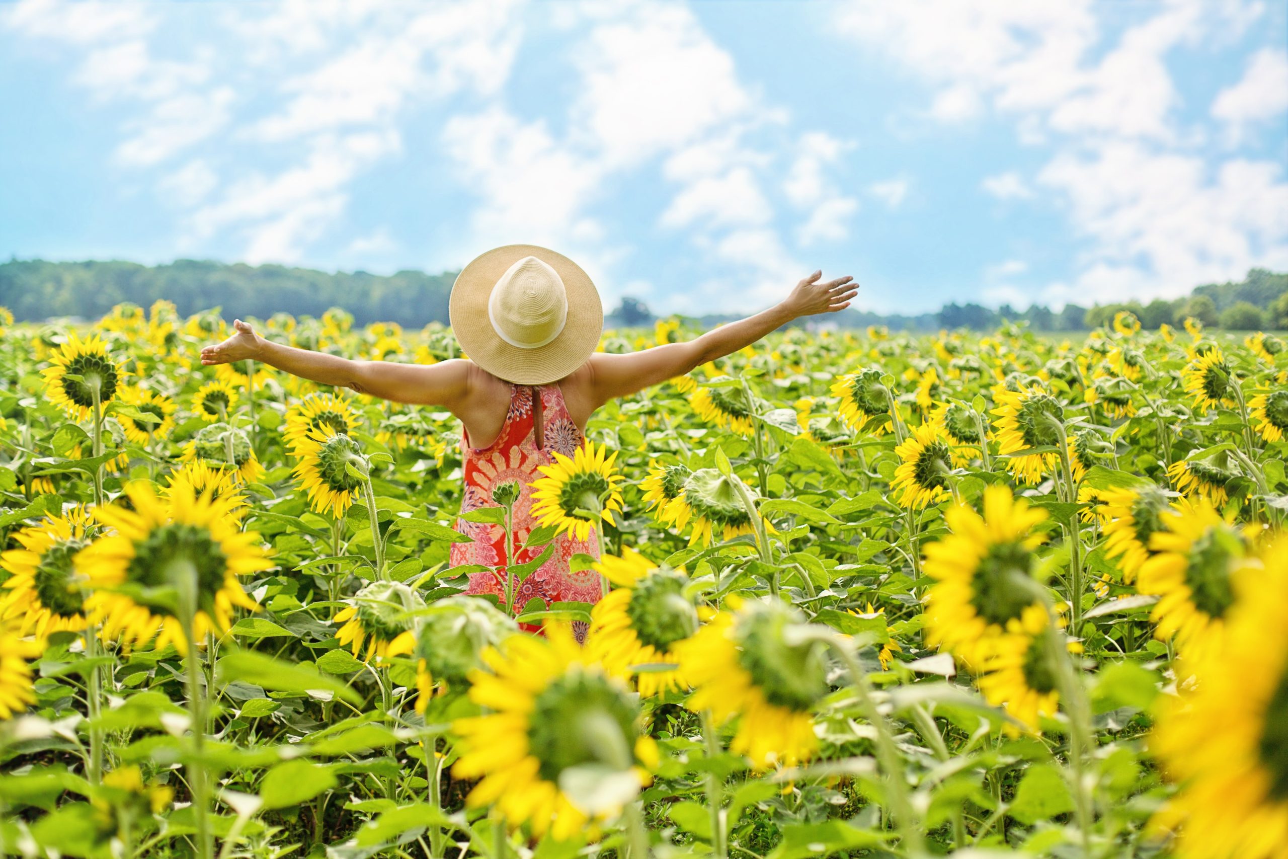 Cum se face semănatul la floarea-soarelui