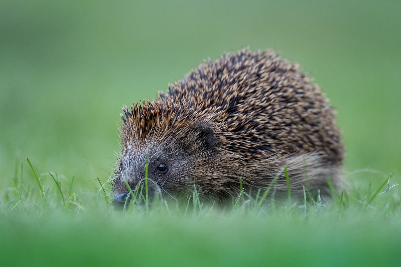 Ce animale hibernează și cât durează perioadele de pauză