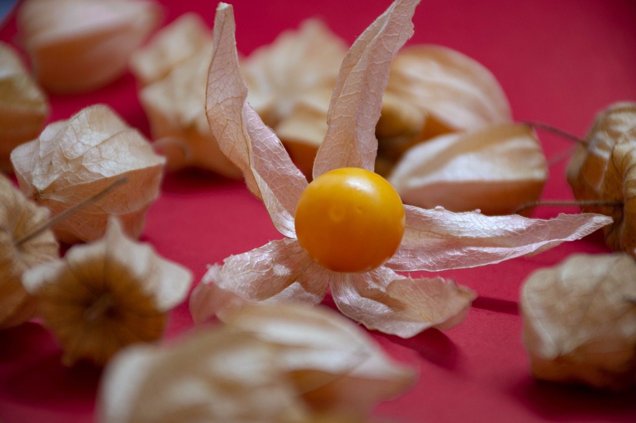 Beneficiile fructului physalis