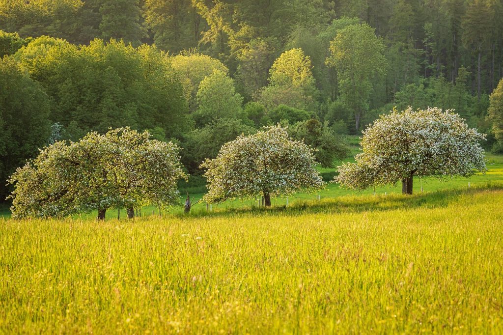 Arsura bacteriană