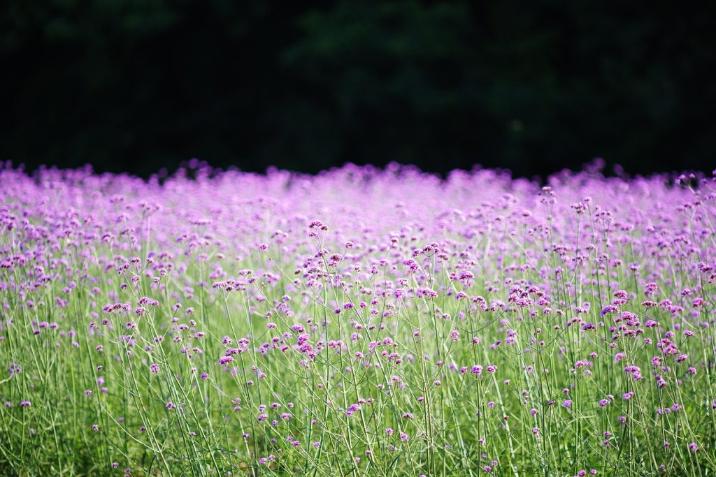 lavanda sălbatică
