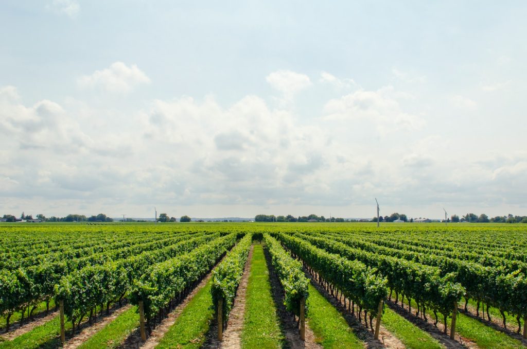Revoluția agricolă
